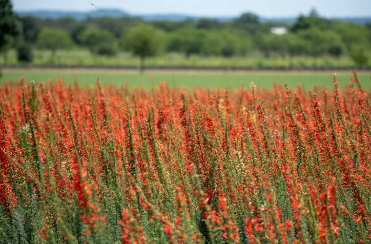 field with flowers